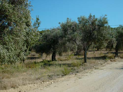 land for sale