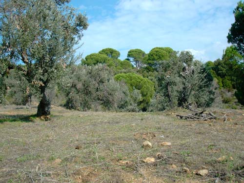 with a couple of more than 2000 years old olives